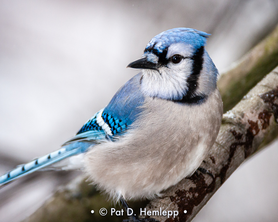 Meet the Blue Jay BirdNote